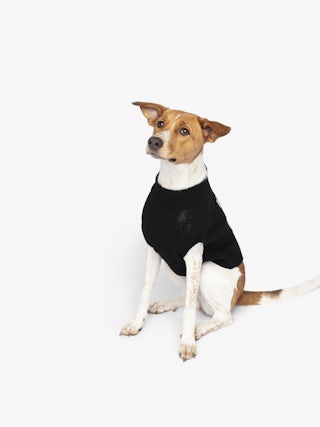 Zadog Jumper 100% Merino Wool - Dog jumper with Rock&Roll intarsia.