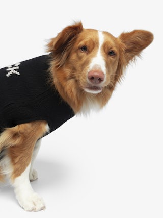 Zadog Jumper 100% Merino Wool - Dog jumper with Rock&Roll intarsia.