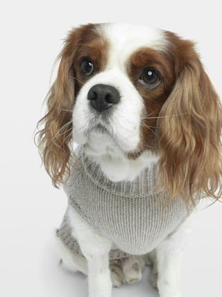 Zadog Jumper 100% Merino Wool - Dog jumper with Rock&Roll intarsia.