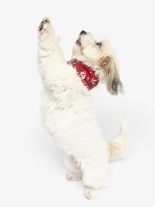 Zadog Bandana - Printed cotton bandana for dogs.