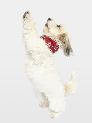 Zadog Bandana - Printed cotton bandana for dogs.