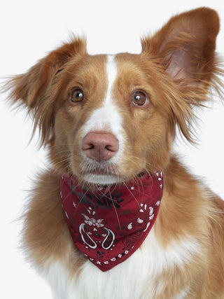 Zadog Bandana - Printed cotton bandana for dogs.