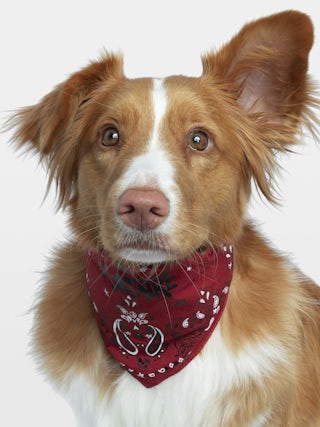Zadog Bandana - Printed cotton bandana for dogs.