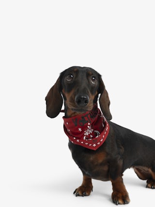 Zadog Bandana - Printed cotton bandana for dogs.