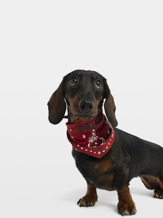 Zadog Bandana - Printed cotton bandana for dogs.