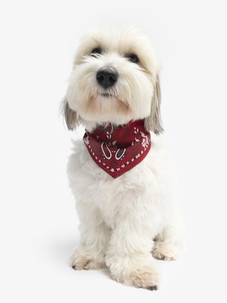 Zadog Bandana - Printed cotton bandana for dogs.