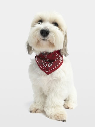 Zadog Bandana - Printed cotton bandana for dogs.