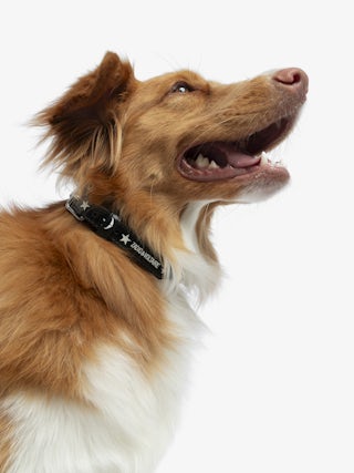 Zadog Collar - Vintage-effect leather dog collar with print.