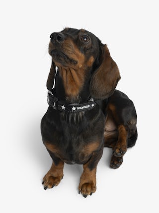 Zadog Collar - Vintage-effect leather dog collar with print.