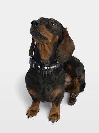 Zadog Collar - Vintage-effect leather dog collar with print.