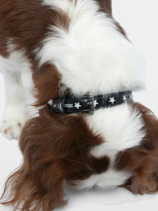 Zadog Collar - Vintage-effect leather dog collar with print.
