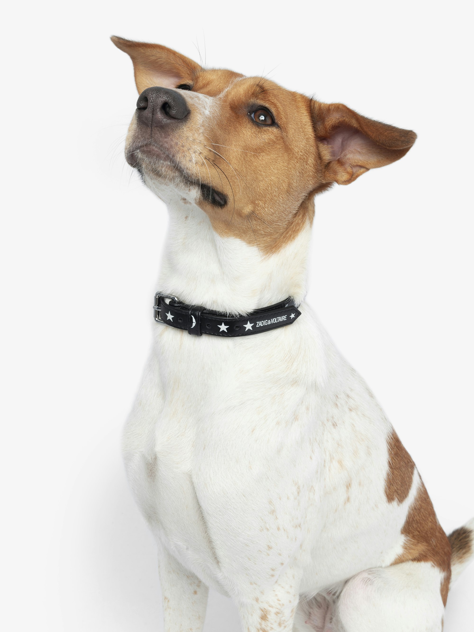 Zadog Collar - Vintage-effect leather dog collar with print.