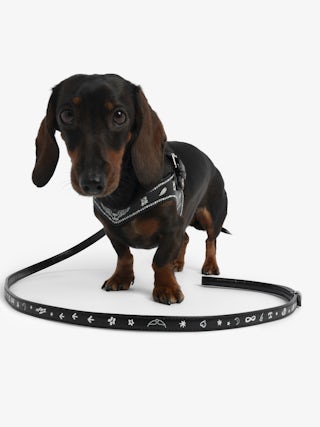 Zadog Lead - Dog lead in vintage-effect leather with print.