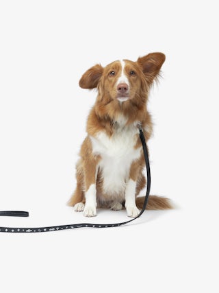 Zadog Lead - Dog lead in vintage-effect leather with print.