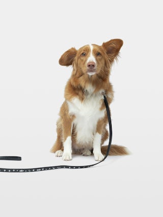 Zadog Lead - Dog lead in vintage-effect leather with print.