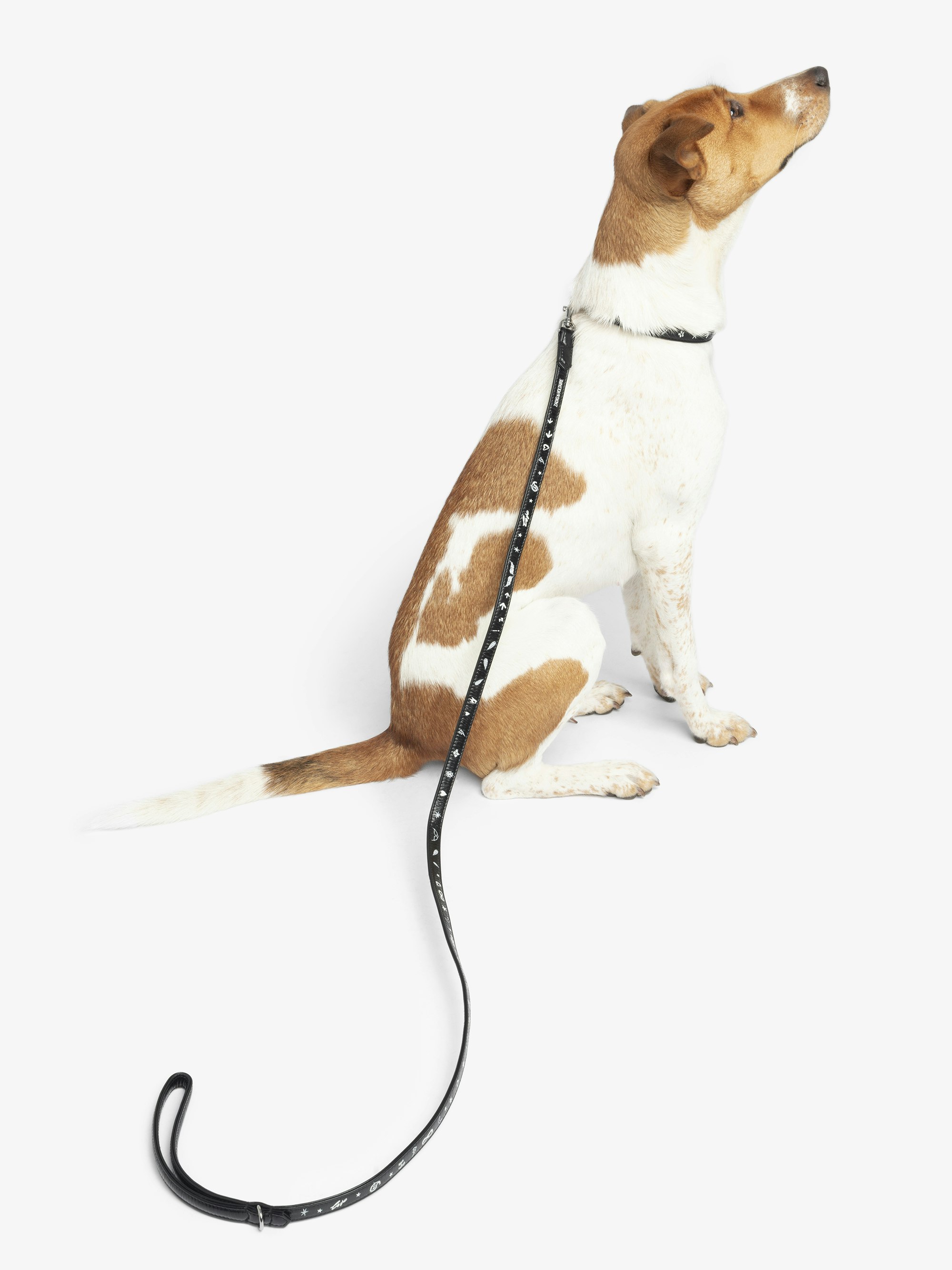 Zadog Lead - Dog lead in vintage-effect leather with print.