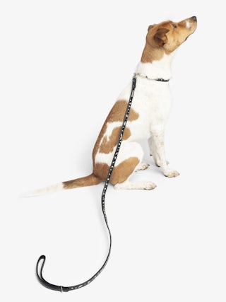 Zadog Lead - Dog lead in vintage-effect leather with print.