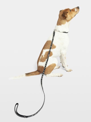 Zadog Lead - Dog lead in vintage-effect leather with print.
