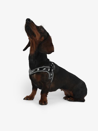 Zadog Harness - - Dog harness in vintage-effect leather with print.