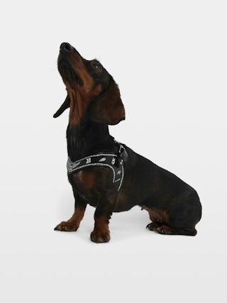 Zadog Harness - - Dog harness in vintage-effect leather with print.