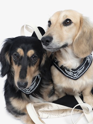 Zadog Harness - - Dog harness in vintage-effect leather with print.