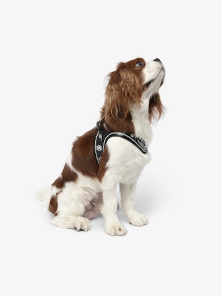 Zadog Harness - - Dog harness in vintage-effect leather with print.