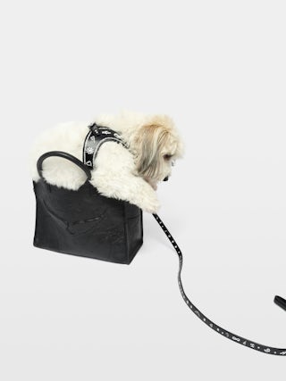 Zadog Harness - - Dog harness in vintage-effect leather with print.