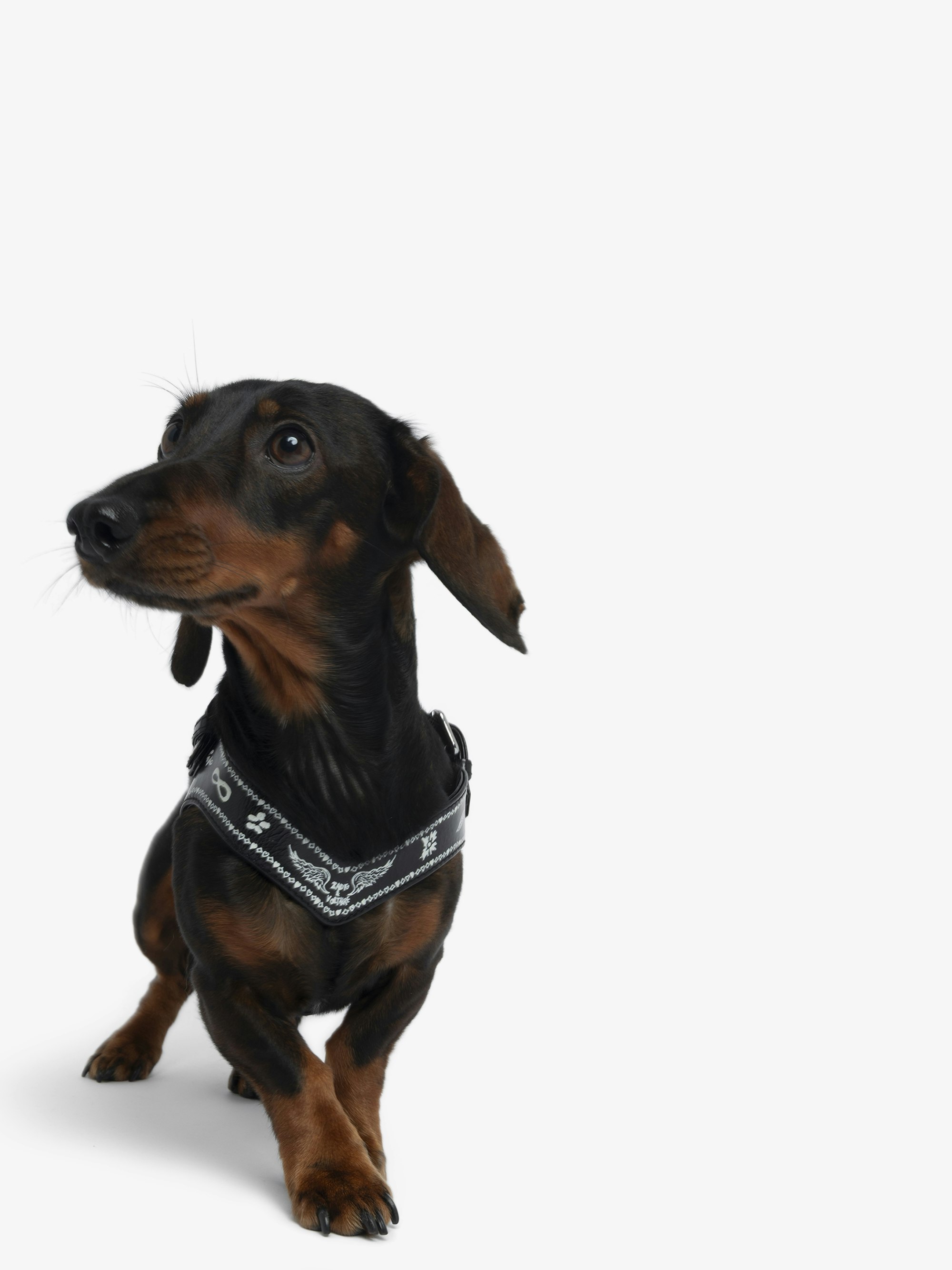 Zadog Harness - - Dog harness in vintage-effect leather with print.