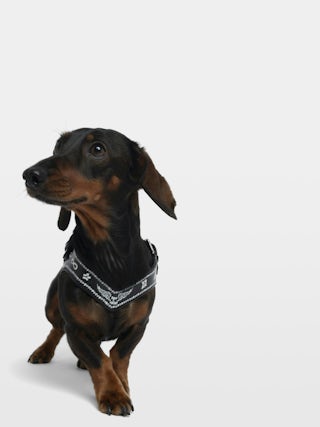 Zadog Harness - - Dog harness in vintage-effect leather with print.