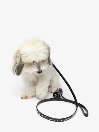 Zadog Bag - Dog bag case in vintage effect leather with print.