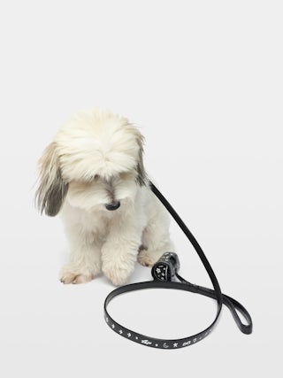 Zadog Bag - Dog bag case in vintage effect leather with print.