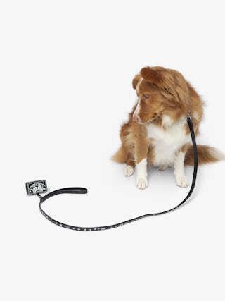 Zadog Bag - Dog bag case in vintage effect leather with print.