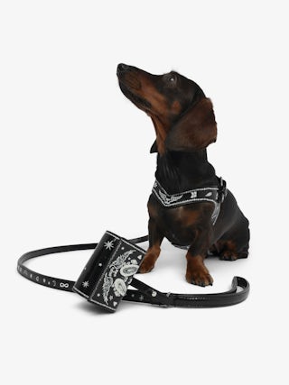 Zadog Bag - Dog bag case in vintage effect leather with print.